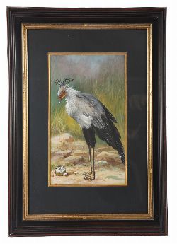 WATERCOLOUR STUDY OF A SECRETARY BIRD, PREPARATORY DESIGN FOR â€˜THE NUGGETâ€™ SHOE POLISH ADVERTISING