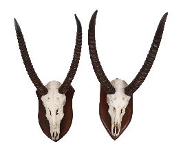 TAXIDERMY: PAIR OF MOUNTED ANTELOPE SKULLS WITH HORNS