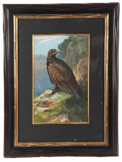 WATERCOLOUR STUDY OF A GOLDEN EAGLE, PREPARATORY DESIGN FOR â€˜THE NUGGETâ€™ SHOE POLISH ADVERTISING