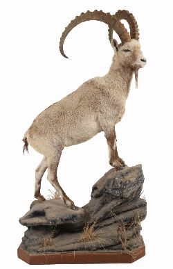 19TH-CENTURY TAXIDERMY ALPINE IBEX / MOUNTAIN GOAT