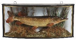 VINTAGE TAXIDERMY PIKE