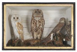 VICTORIAN TAXIDERMY DIORAMA OF THREE BIRDS