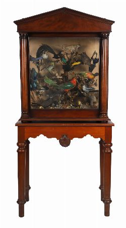 LARGE 19TH-CENTURY TAXIDERMY DIORAMA OF EXOTIC BIRDS