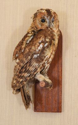 TAXIDERMY: TAWNY OWL