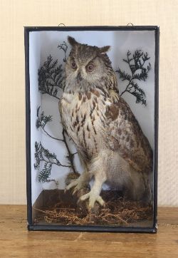 TAXIDERMY: LARGE OWL
