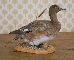 TAXIDERMY: MALLARD DUCK