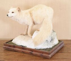 TAXIDERMY: RARE WHITE FOX