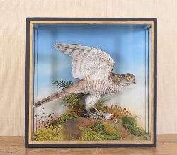 TAXIDERMY: EAGLE BIRD OF PREY