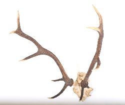 TEN-POINT DEER ANTLERS AND SKULL
