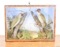 TAXIDERMY: TWO WOODPECKERS