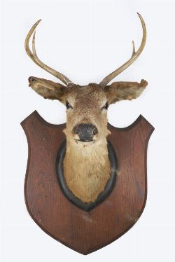 TAXIDERMY: DEER'S HEAD AND ANTLERS