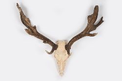 TAXIDERMY: DEER'S ANTLERS