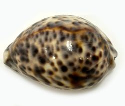 GEORGIAN SILVER-MOUNTED COWRIE SHELL SNUFF BOX