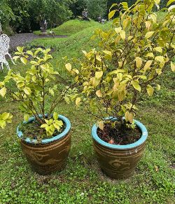 PAIR OF CHINESE GLAZED CERAMIC GARDEN PLANTERS