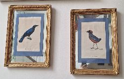 PAIR OF 19TH-CENTURY ORNITHOLOGICAL ENGRAVINGS