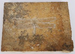 WITHDRAWN FOSSIL DRAGONFLY - PETALIA LONGIALATA, UPPER JURASSIC