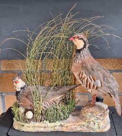 TAXIDERMY: GROUP OF PARTRIDGES