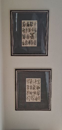 TWO  18TH-CENTURY BOTANICAL ENGRAVINGS