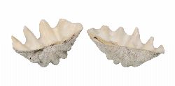 LARGE NATURAL GIANT CLAM SHELLS (TRIDACNA GIGAS)