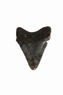 FOSSILISED SHARK TOOTH (CARCHARODON)